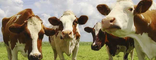Anglais + Activités à la ferme